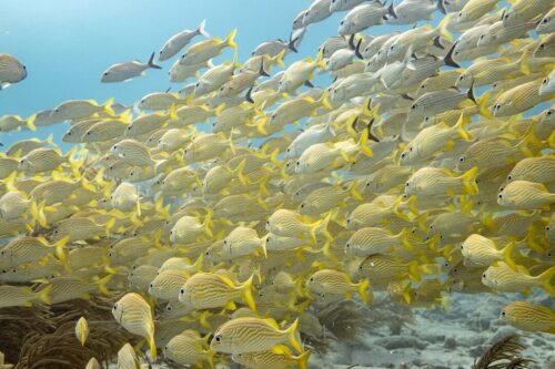 Viaje de buceo a Providencia 2025 - Imagen 6