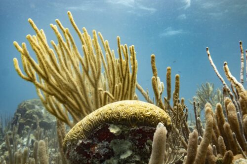 Viaje de buceo a Providencia 2025 - Imagen 8