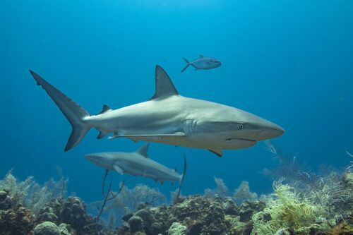 Viaje de buceo a Providencia 2025 - Imagen 5