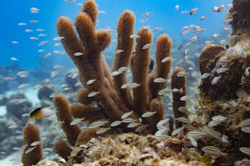 Viaje de buceo a Providencia 2025 - Imagen 4