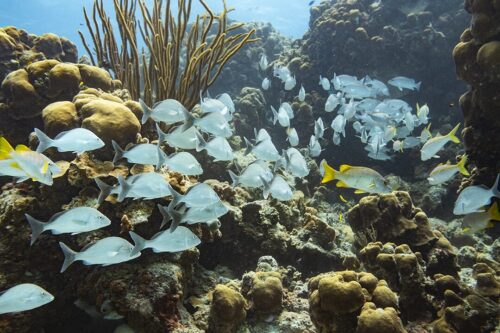 Viaje de buceo a Providencia 2025 - Imagen 3