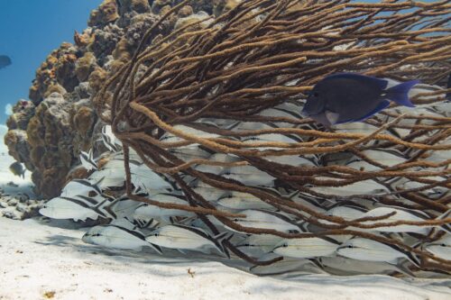 Viaje de buceo a Providencia 2025 - Imagen 2