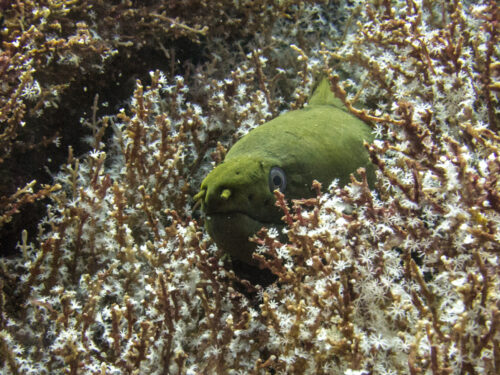 (SOLD OUT) - Viaje de buceo a Gorgona -  20 al 24 de Septiembre 2025 - Imagen 20