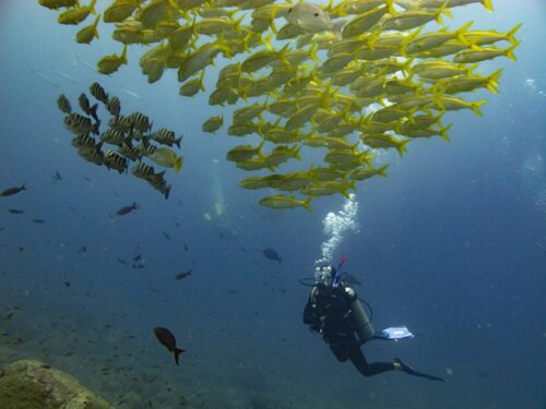 (SOLD OUT) - Viaje de buceo a Gorgona -  20 al 24 de Septiembre 2025 - Imagen 19