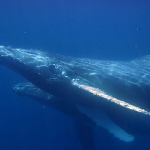 (SOLD OUT) - Viaje de buceo a Gorgona -  20 al 24 de Septiembre 2025