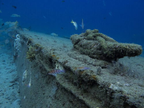 (SOLD OUT) - Viaje de buceo a Gorgona -  20 al 24 de Septiembre 2025 - Imagen 18