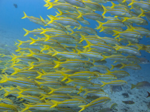 (SOLD OUT) - Viaje de buceo a Gorgona -  20 al 24 de Septiembre 2025 - Imagen 17