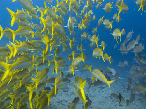 (SOLD OUT) - Viaje de buceo a Gorgona -  20 al 24 de Septiembre 2025 - Imagen 16