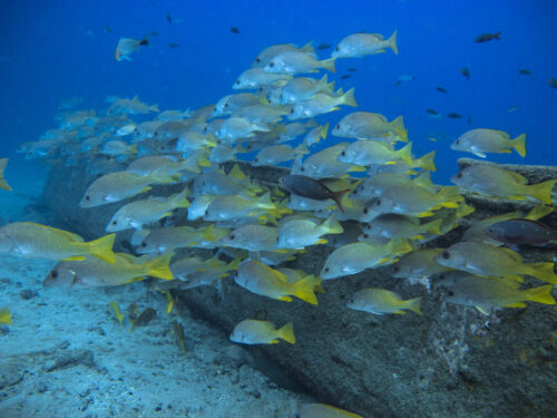 (SOLD OUT) - Viaje de buceo a Gorgona -  20 al 24 de Septiembre 2025 - Imagen 15