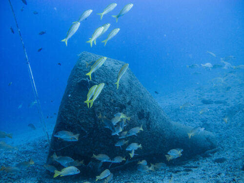 (SOLD OUT) - Viaje de buceo a Gorgona -  20 al 24 de Septiembre 2025 - Imagen 13