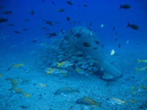 (SOLD OUT) - Viaje de buceo a Gorgona -  20 al 24 de Septiembre 2025 - Imagen 12