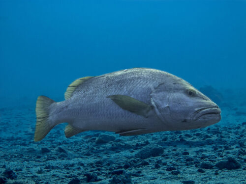 (SOLD OUT) - Viaje de buceo a Gorgona -  20 al 24 de Septiembre 2025 - Imagen 11