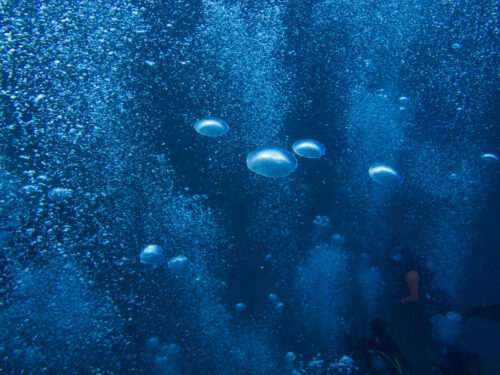 (SOLD OUT) - Viaje de buceo a Gorgona -  20 al 24 de Septiembre 2025 - Imagen 10