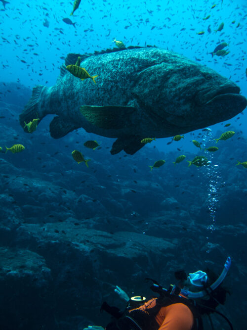 (SOLD OUT) - Viaje de buceo a Gorgona -  20 al 24 de Septiembre 2025 - Imagen 9