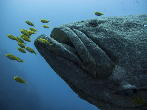 (SOLD OUT) - Viaje de buceo a Gorgona -  20 al 24 de Septiembre 2025 - Imagen 8