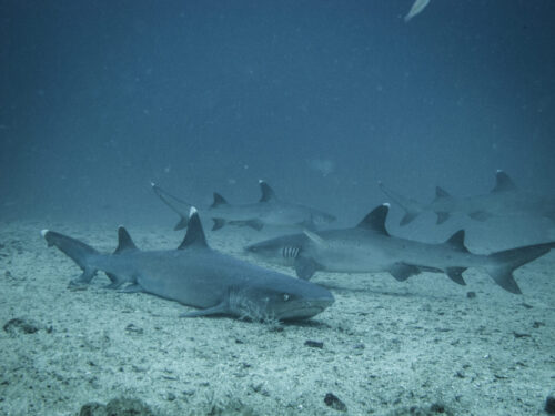 (SOLD OUT) - Viaje de buceo a Gorgona -  20 al 24 de Septiembre 2025 - Imagen 7