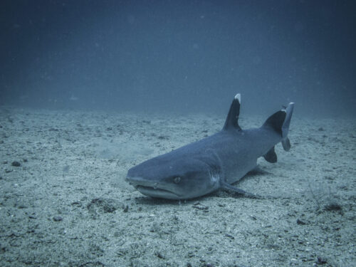 (SOLD OUT) - Viaje de buceo a Gorgona -  20 al 24 de Septiembre 2025 - Imagen 6