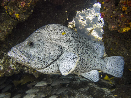 (SOLD OUT) - Viaje de buceo a Gorgona -  20 al 24 de Septiembre 2025 - Imagen 4