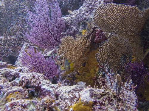 (SOLD OUT) - Viaje de buceo a Gorgona -  20 al 24 de Septiembre 2025 - Imagen 3