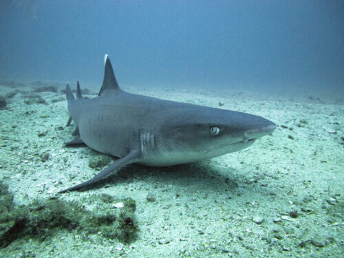 (SOLD OUT) - Viaje de buceo a Gorgona -  20 al 24 de Septiembre 2025 - Imagen 2